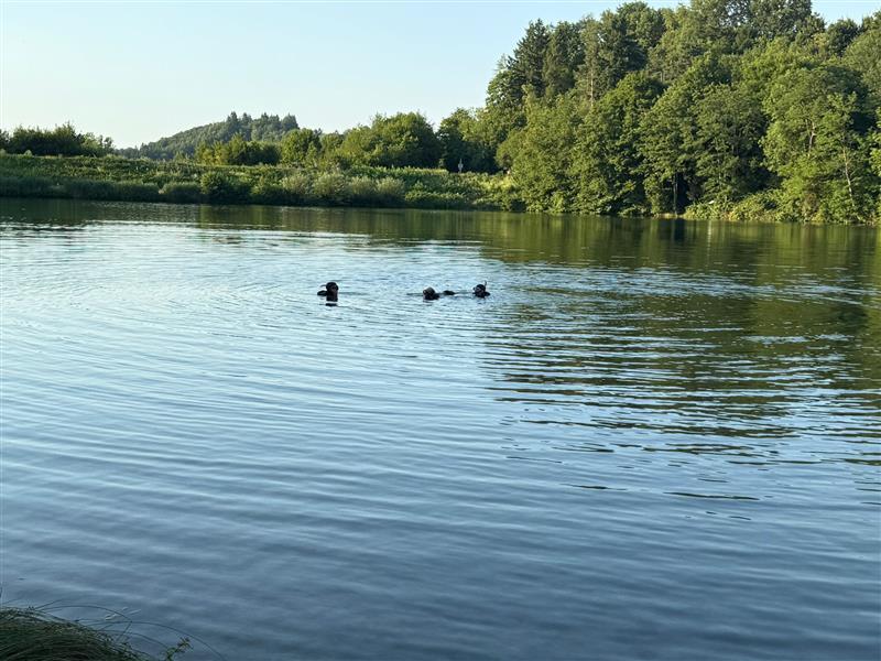 Taucher durchsuchten den Katzenbachsee bei Zaberfeld. Die Einsatzkräfte suchten einen vermissten 63-Jährigen. Später folgte das Aufatmen: Der Mann konnte gefunden werden. Taucher durchsuchten den Katzenbachsee bei Zaberfeld. Die Einsatzkräfte suchten einen vermissten 63-Jährigen. Später folgte das Aufatmen: Der Mann konnte gefunden werden.