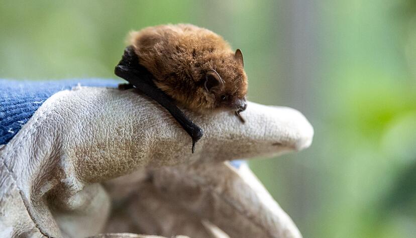 Wer eine Fledermaus findet und bergen will, sollte stets Handschuhe tragen. Wer eine Fledermaus findet und bergen will, sollte stets Handschuhe tragen.