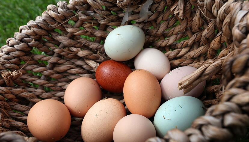 Es gibt nicht nur verschiedene Eier, sondern auch h&ouml;chst verschiedene Arten, sie zu garen. (Archivbild)