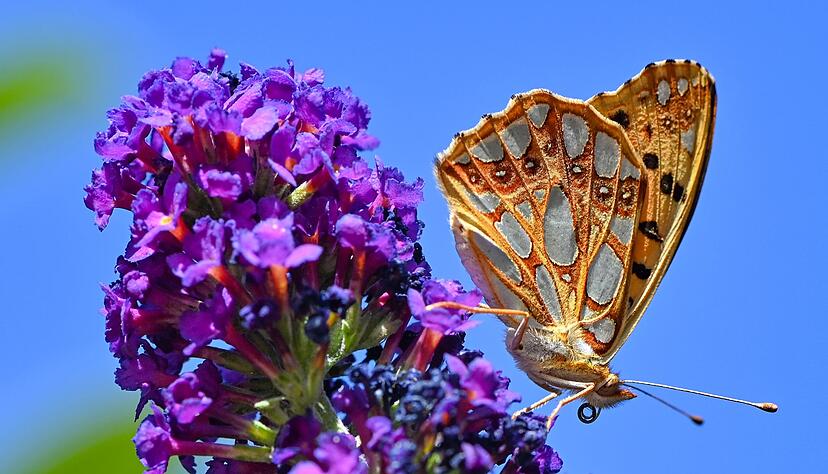 Skandinavische Artverwandte dieses Kleinen Perlmuttfalters (Issoria lathonia) sind bedroht (Archivbild)