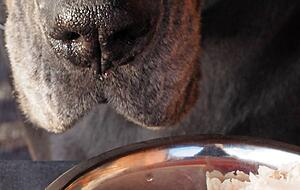 Jeden Tag Fleisch muss nicht sein. Foto: Elena Zakharova/stock.adobe.com Jeden Tag Fleisch muss nicht sein. Foto: Elena Zakharova/stock.adobe.com