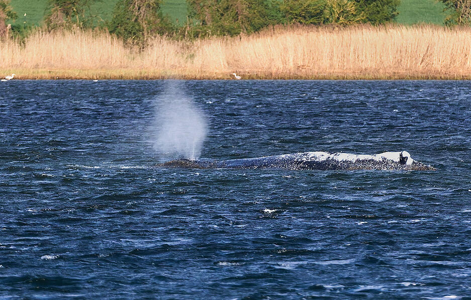 Im Fahrwasser soll ein 50 mal 30 Meter gro&szlig;er, mit Wasser gef&uuml;llter Lastkahn warten, der den Meeress&auml;uger &ndash; wenn alles glattl&auml;uft &ndash; in Richtung Nordsee schippern wird.