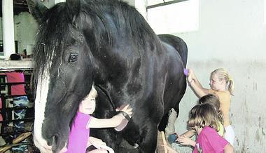 Sie sind zwar groß, die Shire-Horses, aber ganz sanftmütig. Und so ließen sich die Pferde von den Wüstenroter Kindern gerne streicheln und bürsten. (Foto: Anne Väisänen)