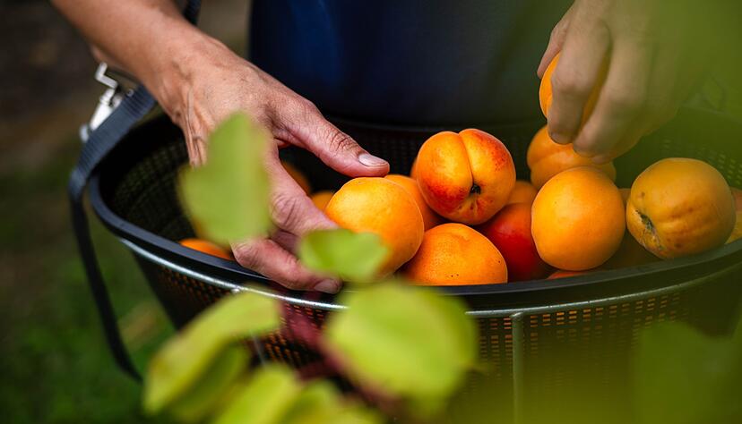 Reiche Ernte: Wer geerntetes einfriert, bewahrt den Geschmack und die N&auml;hrstoffe des Sommers f&uuml;r die kalte Jahreszeit.