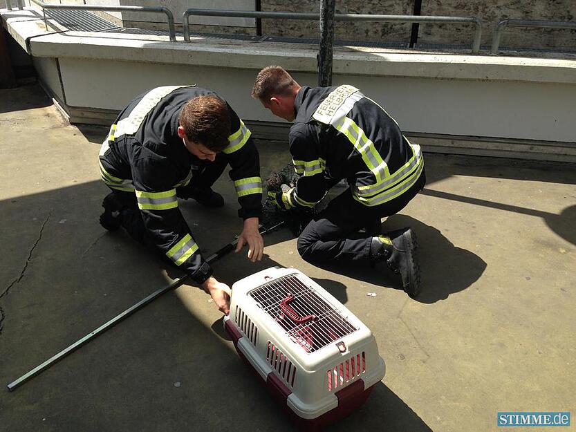 Feuerwehr rettet Entenfamilie | 02.07.