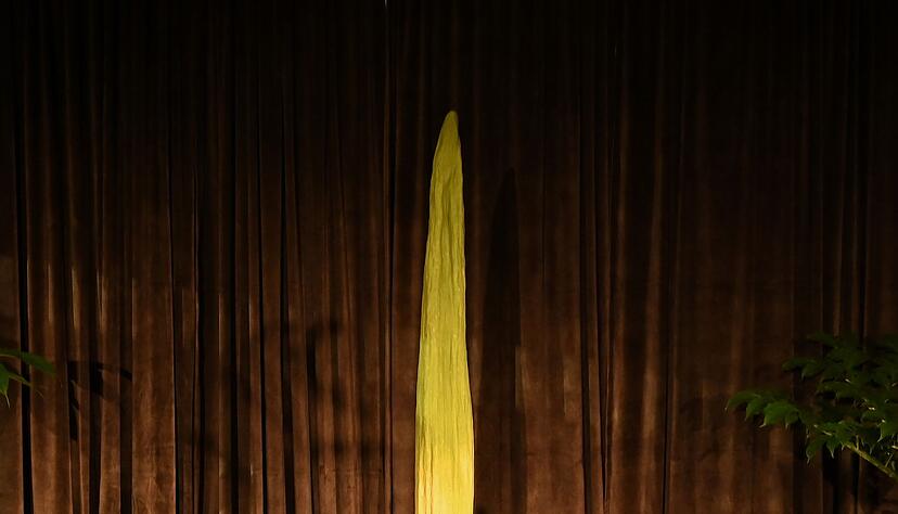 &laquo;Putricia&raquo; ist riesig - und stinkt gewaltig.