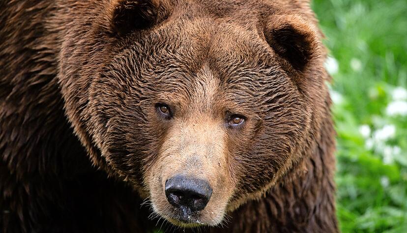 Aug&rsquo; in Aug&rsquo; mit zwei Braunb&auml;ren w&auml;hnte sich ein betrunkener Oedheimer im Aspenwald. Die anschlie&szlig;ende Jagd nach den vermeintlich gef&auml;hrlichen Bestien blieb freilich erfolglos.
Foto: dpa