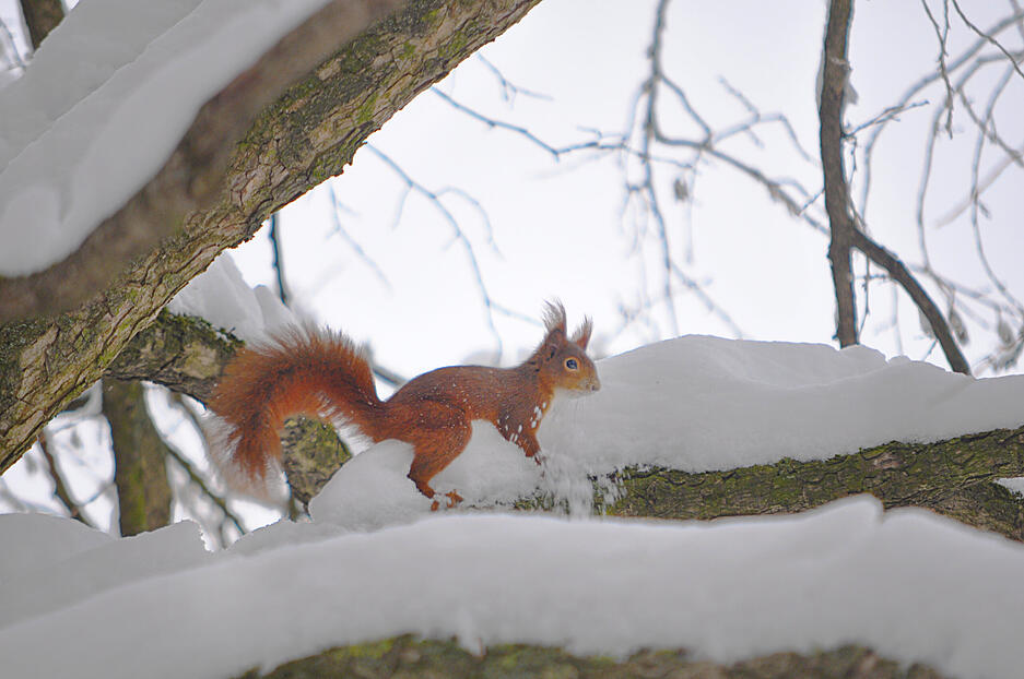 Ein Eichhörnchen auf einem verschneiten Ast: Auch die Tierwelt hat so ihre Probleme mit den winterlichen Wetterbedingungen. Ein Eichhörnchen auf einem verschneiten Ast: Auch die Tierwelt hat so ihre Probleme mit den winterlichen Wetterbedingungen.