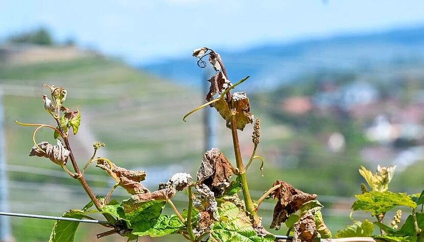 Erfrorene Reben zwischen Heilbronn und Weinsberg: Die welken Triebe haben Symbolcharakter für die Situation des Weinbaus insgesamt.