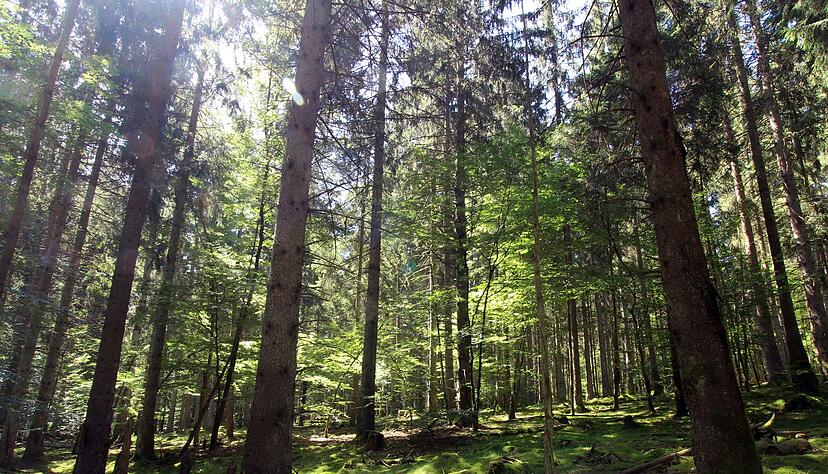 Im Nationalpark Hunsr&uuml;ck-Hochwald gibt es einen Mischwald aus Fichten und alten Buchen. (Archivfoto)