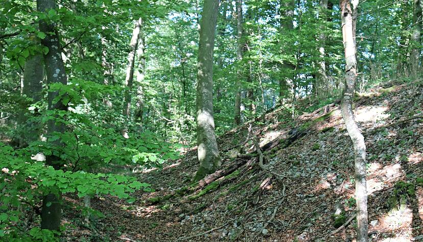 Mitten in einer Waldidylle stößt man auf den Aschhäuser Wall. Mehrere Hundert Kelten lebten einst auf dem Plateau im Gewann Platte. Die Grafik (unten) des Landesamts für Denkmalpflege zeigt eine Draufsicht auf den Verlauf des Walls.
Fotos: Nadine Nowara Mitten in einer Waldidylle stößt man auf den Aschhäuser Wall. Mehrere Hundert Kelten lebten einst auf dem Plateau im Gewann Platte. Die Grafik (unten) des Landesamts für Denkmalpflege zeigt eine Draufsicht auf den Verlauf des Walls.
Fotos: Nadine Nowara