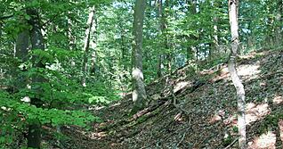 Mitten in einer Waldidylle st&ouml;&szlig;t man auf den Aschh&auml;user Wall. Mehrere Hundert Kelten lebten einst auf dem Plateau im Gewann Platte. Die Grafik (unten) des Landesamts f&uuml;r Denkmalpflege zeigt eine Draufsicht auf den Verlauf des Walls.
Fotos: Nadine Nowara