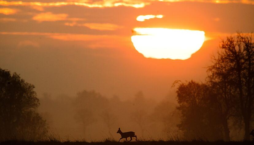 Idylle im Herbst? Gewiss, aber durch die Zeitumstellung erh&ouml;ht sich auch das Unfallrisiko durch Wildwechsel.