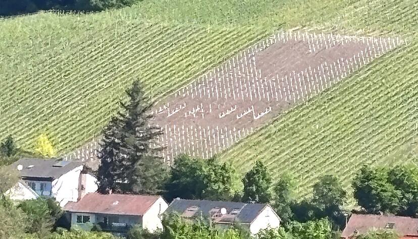 Das Herz im Weinberg sah zunächst so aus. Das Stroh kam etwas später hinzu. Das Herz im Weinberg sah zunächst so aus. Das Stroh kam etwas später hinzu.