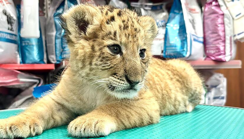 Das seltene Hybrid Liger - eine Kreuzung aus Löwe und Tiger - wurde Mitte Mai 2025 im Zoo von Zaharesti, nahe der Stadt Suceava, im Nordosten Rumäniens geboren. Das seltene Hybrid Liger - eine Kreuzung aus Löwe und Tiger - wurde Mitte Mai 2025 im Zoo von Zaharesti, nahe der Stadt Suceava, im Nordosten Rumäniens geboren.