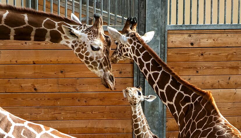 Bald darf Mumbi auch das Au&szlig;engel&auml;nde entdecken &ndash; zusammen mit ihrer Giraffenherde und anderen Tierarten wie Zebras, Gnus und Impalas.