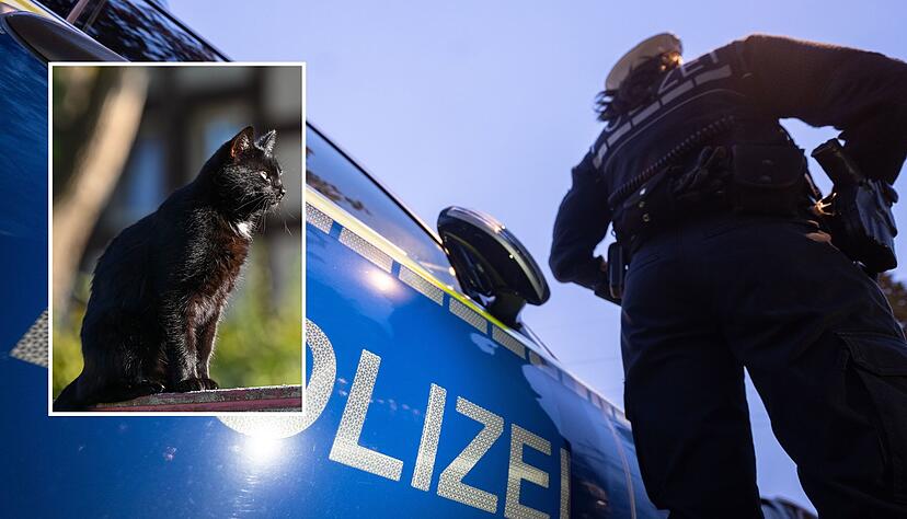 Hat ein Katzenhasser erneut zugeschlagen? Die Verletzungen eines bei Obersulm tot aufgefunden Tieres lassen es vermuten.