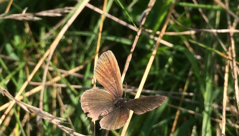 Artenvielfalt im heimischen Garten Artenvielfalt im heimischen Garten