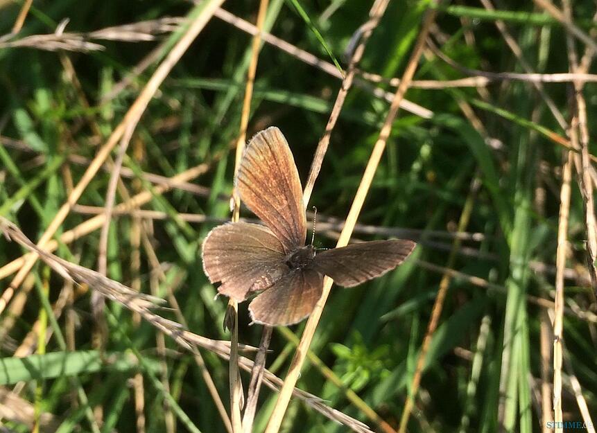 Artenvielfalt im heimischen Garten Artenvielfalt im heimischen Garten