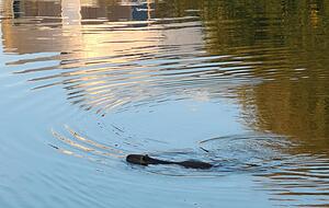 Ein Nutria schwimmt durch den Neckar. Foto: Friedrich Steinle Ein Nutria schwimmt durch den Neckar. Foto: Friedrich Steinle