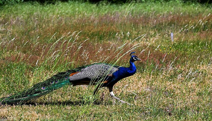 Ein Pfau stolzierte in Lahr vor Autofahrern &uuml;ber die Stra&szlig;e. (Symbolbild)