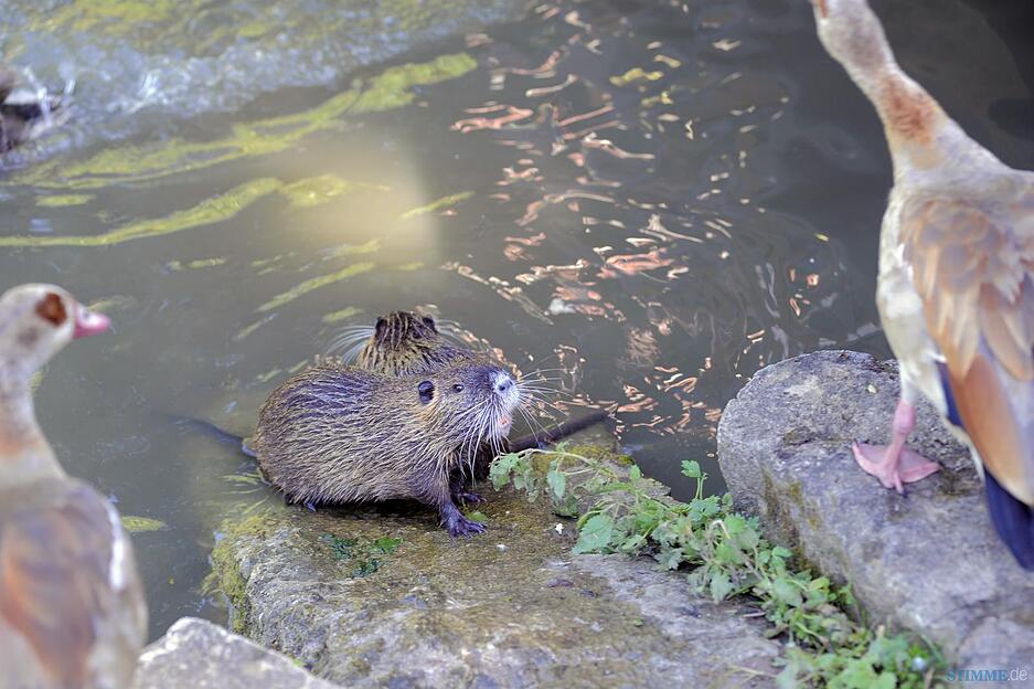 Nutria-Familie im Heilbronner Wertwiesenpark Nutria-Familie im Heilbronner Wertwiesenpark