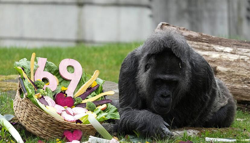 Zu ihrem Ehrentag gibt es einen Korb voller Gem&uuml;se f&uuml;r die Gorilla-Dame.