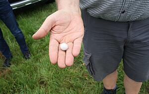 In dieser kleinen Kugel sind 1000 Eier der Schlupfwespe. In dieser kleinen Kugel sind 1000 Eier der Schlupfwespe.