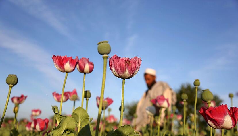 Die Taliban verboten 2022 den Anbau von Mohn. (Symbolbild)