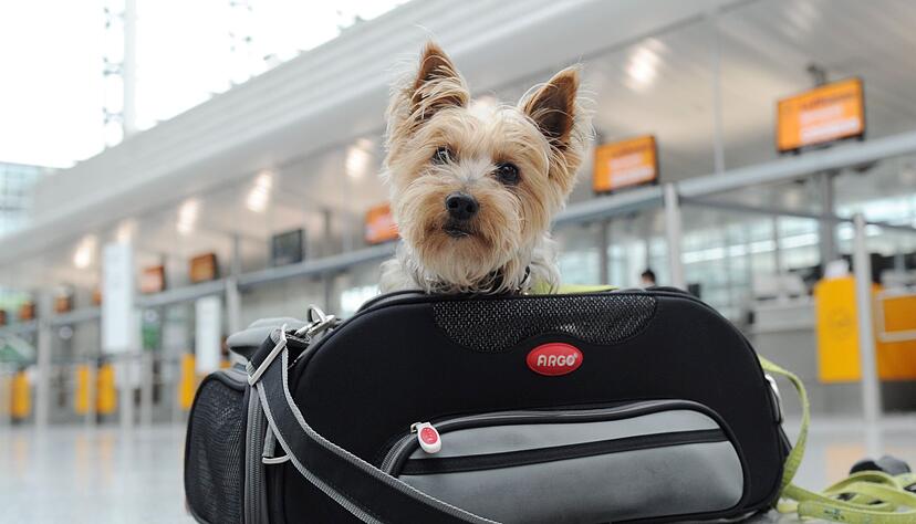 Ab in die Tasche: Kleine Hunde können mitunter in der Kabine mitfliegen. Ab in die Tasche: Kleine Hunde können mitunter in der Kabine mitfliegen.