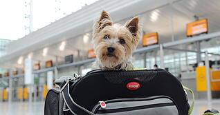 Ab in die Tasche: Kleine Hunde können mitunter in der Kabine mitfliegen. Ab in die Tasche: Kleine Hunde können mitunter in der Kabine mitfliegen.