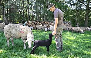 Schafe und Lämmer stehen auf einer Weide des Schäfers Christian Stotz auf der Schwäbischen Alb. Schafe und Lämmer stehen auf einer Weide des Schäfers Christian Stotz auf der Schwäbischen Alb.