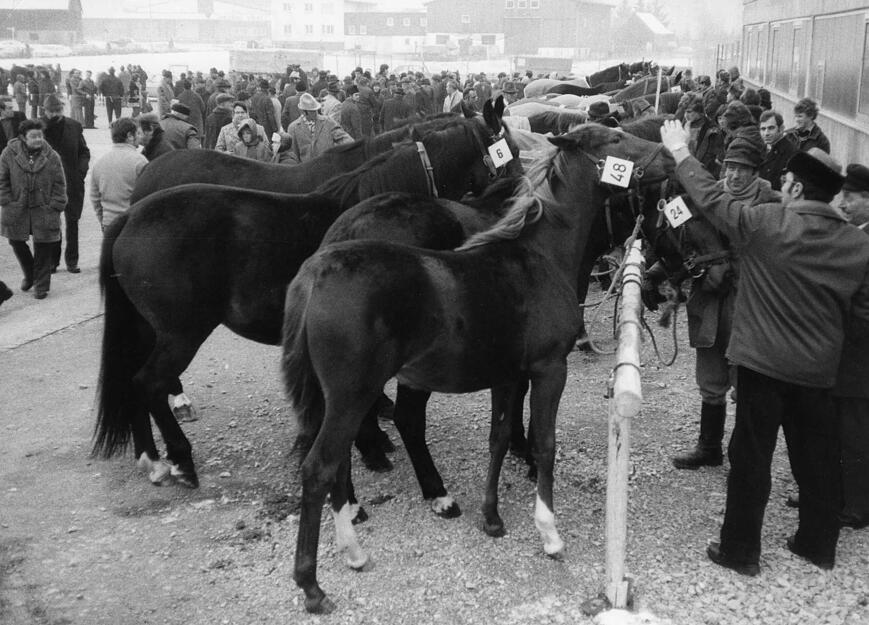 Impressionen aus 60 Jahren Pferdemarkt