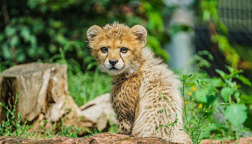 Junge Tiere gibt es in Zoos anteilig immer seltener. Junge Tiere gibt es in Zoos anteilig immer seltener.