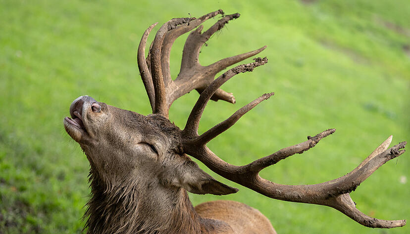Sie stehen im Mittelpunkt: Die Hirschbrunft wird vom Wildparadies Tripsdrill als "einzigartiges Naturschauspiel" bezeichnet.