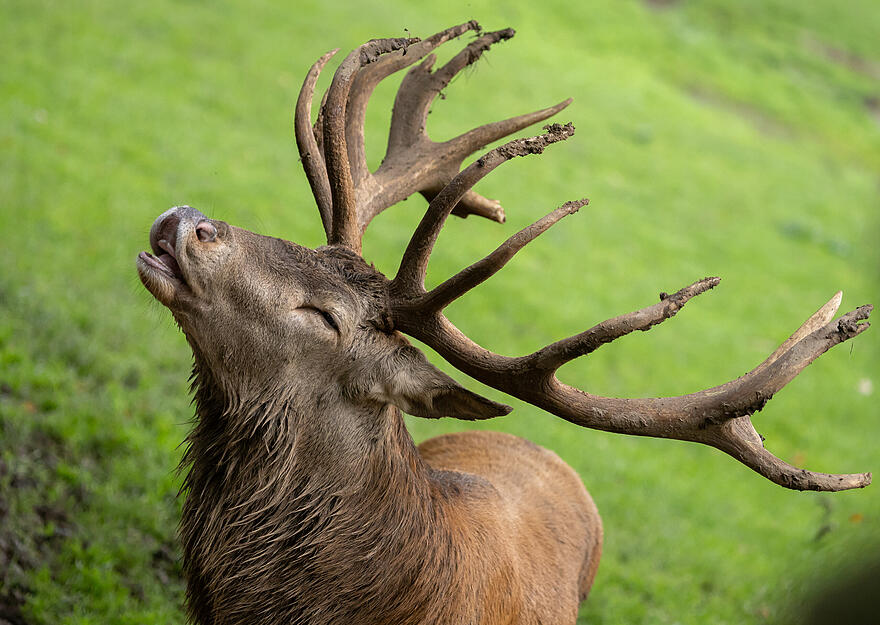 Sie stehen im Mittelpunkt: Die Hirschbrunft wird vom Wildparadies Tripsdrill als "einzigartiges Naturschauspiel" bezeichnet.