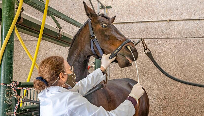Das ist derzeit die bange Frage in vielen Ländern: Herpes-Infektion, ja oder nein? Eine Tierärztin nimmt in der Nase eines Pferdes eine Probe.
Foto: imago images/Belga Das ist derzeit die bange Frage in vielen Ländern: Herpes-Infektion, ja oder nein? Eine Tierärztin nimmt in der Nase eines Pferdes eine Probe.
Foto: imago images/Belga
