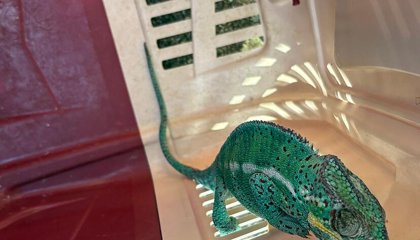 In einer Transportbox wird das exotische Tier an die Universit&auml;t Konstanz gebracht.