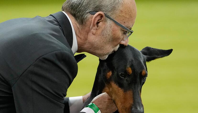 Wer bei der weltber&uuml;hmten Westminster-Hundeshow den wichtigsten Preis gewinnt, wird oft zu einem Star.