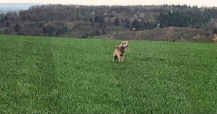 Dieser Wolf ist Landwirt Lukas Küstner am Karsamstag vor die Kamera gelaufen.