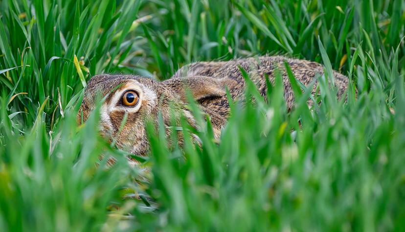 Am häufigsten sind Feldhasen in der badischen Rheinebene sowie im Donau-Iller-Lech-Raum zu finden.(Symbolbild) Am häufigsten sind Feldhasen in der badischen Rheinebene sowie im Donau-Iller-Lech-Raum zu finden.(Symbolbild)