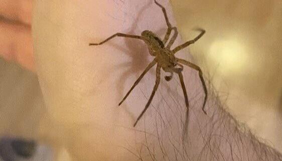 Der Heilbronner Arkadiusz Osuch hat eine Nosferatu-Spinne auf der Hand.