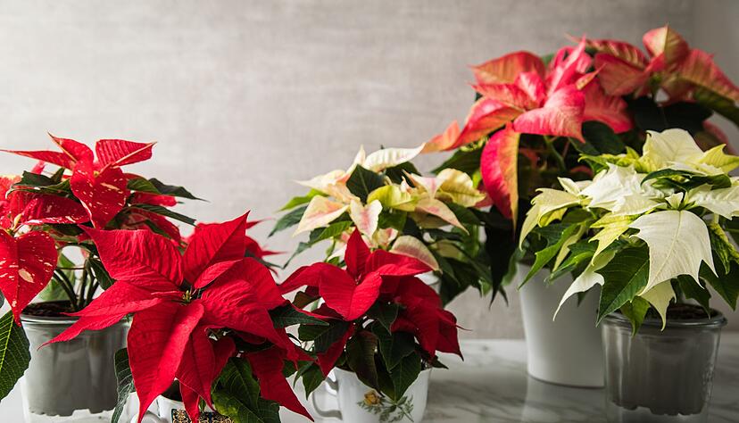 Der Weihnachtsstern ist ein Klassiker in der Adventszeit und bringt mit seinen farbigen Hochblättern natürliche Farbakzente ins Wohnzimmer. Der Weihnachtsstern ist ein Klassiker in der Adventszeit und bringt mit seinen farbigen Hochblättern natürliche Farbakzente ins Wohnzimmer.