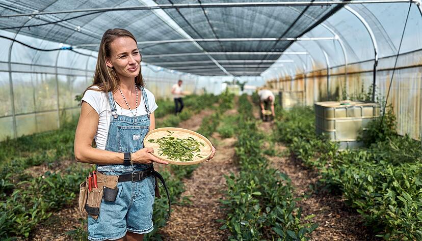 Bei der Ernte ist Handarbeit gefragt. Bei der Ernte ist Handarbeit gefragt.