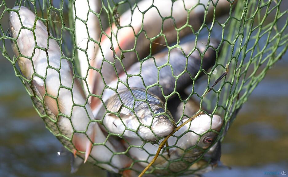 Tote Fische liegen am 25.08.2015 bei Elpershofen (Baden-Württemberg) in einem Köcher. Giftiges Löschwasser hat im Kreis Schwäbisch Hall ein großes Fischsterben in der Jagst ausgelöst.