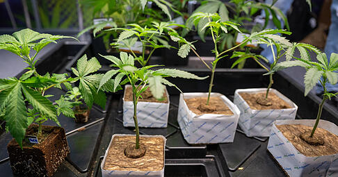 Noch dürfen die Cannabis Social Clubs kein Gras anbauen. Sie müssen zuerst die Genehmigung der zuständigen Behörde erhalten.