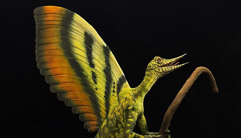 Bei einem in Stuttgart ausgestellten rund 247 Millionen Jahre alten Reptilienfossil haben Forscher bislang unbekannte kuriose Hautausw&uuml;chse entdeckt, die diese grafische Darstellung zeigt.