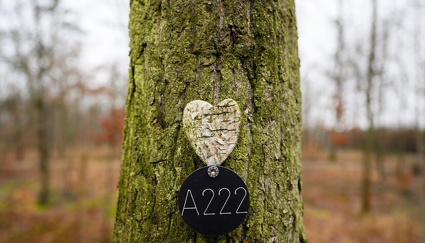 Letzte Ruhest&auml;tte unter einem Baum. (Archivbild)