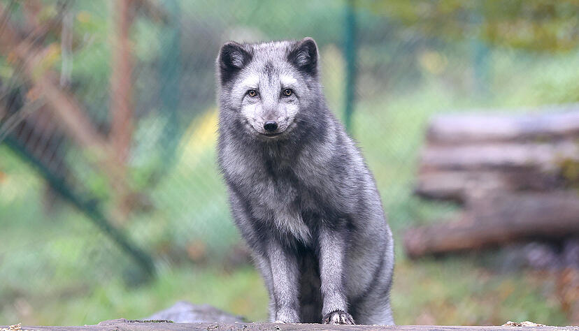 Polarfüchse im Wildpark Tripsdrill in Cleebronn