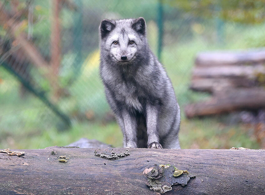 Polarfüchse im Wildpark Tripsdrill in Cleebronn